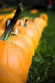 pick your own pumpkins at schuett farm in Mukwonago WI